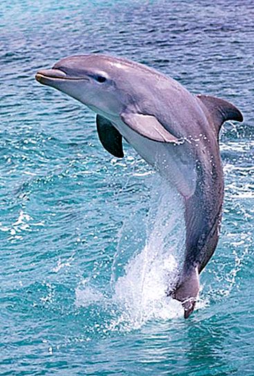 科学家发现母海豚成群结伴在一起抚养孩子