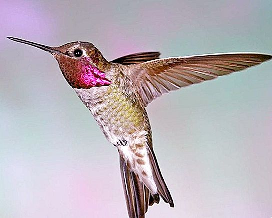 Forskere klarte å finne ut årsaken til den uvanlige fargen på fjærdrakten til en kolibri