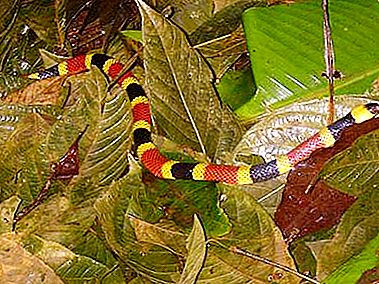 Bewitching Beauty: Coral Snake