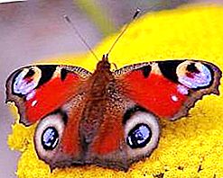 Butterfly riikinkukko silmä - lepattava kauneus