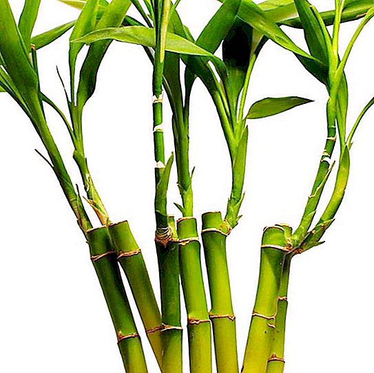 Bambu: di mana ia tumbuh dan pada kecepatan apa? Apakah bambu itu rumput atau pohon?