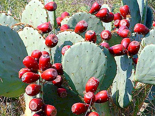 Co vyrobili Mexičané z kaktusového dřeva za starých časů?