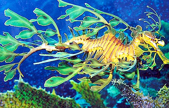 Rag Seahorse: Unikátna austrálska ryba