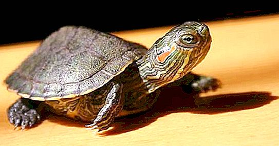 Au pus lucrurile în ordine în casă: o broască țestoasă, dispărută în urmă cu 30 de ani, a fost găsită vie printre gunoi