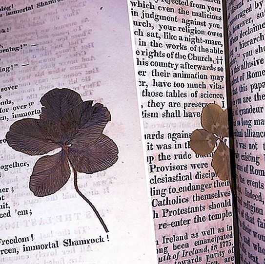 Salutacions del passat: troballes sorprenents descobertes entre pàgines de llibres antics