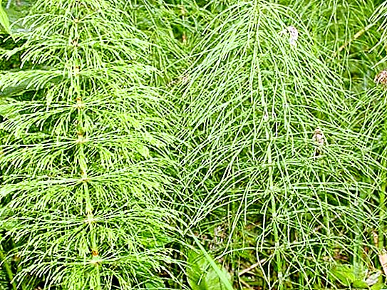 Horsetail plant: description