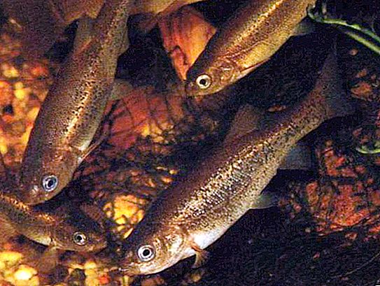 Parastās minnow zivis (bell minnow): apraksts, izplatīšana