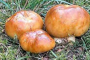Valui - un hongo que popularmente se llama el "gobio"