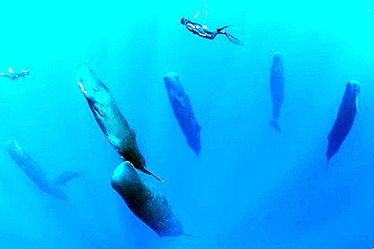 Vertically and synchronously: rare photos of sleeping sperm whales