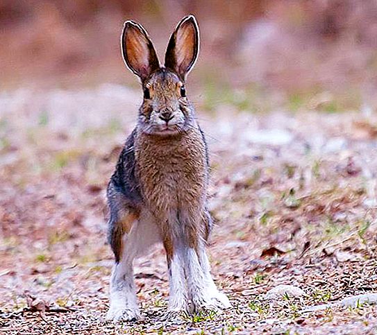 Yabani tavşan türleri, özellikleri, yaşam alanları
