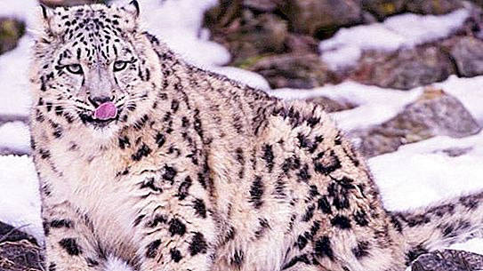 Dzīvnieku sniega leopards: apraksts, biotops