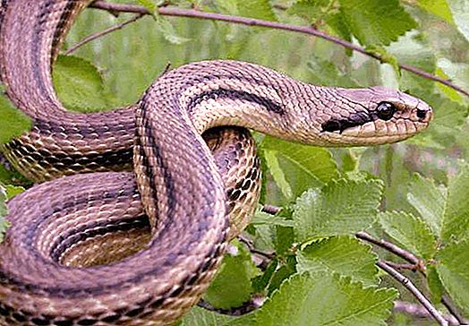Snake-arrow: penerangan spesies dan ciri-cirinya