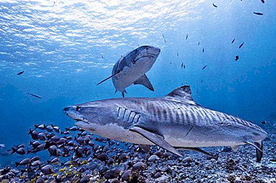 Tubarões não são tão perigosos como mostrado nos filmes: 13 fatos sobre predadores marinhos