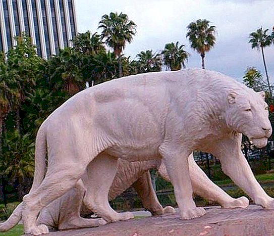 Amerikai oroszlán: a modern macskák óriási őse