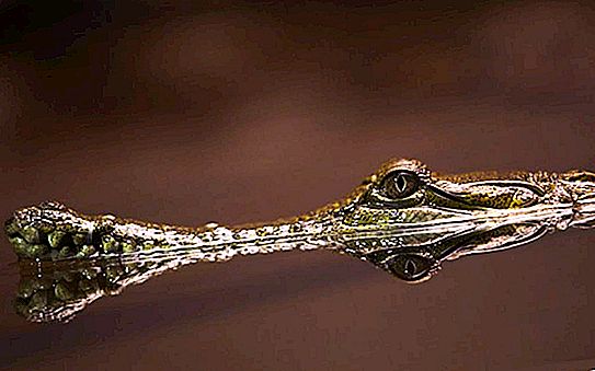 Longitud de cocodril: mida màxima de depredador coneguda per la ciència