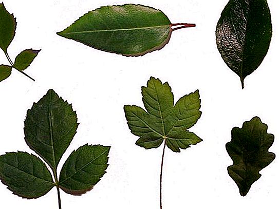 Форма на листа на растението