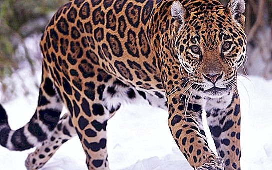 Hol él a jaguár - egy állat, amely egyetlen ugrással képes megölni?