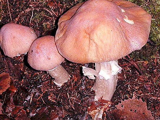Kuřecí houby - neobvyklá chuť