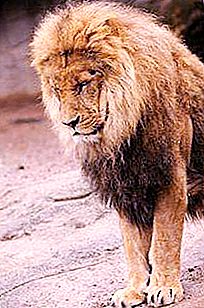 Ακρωτήριο λιοντάρι - εξαφανισμένος εκπρόσωπος της μεγάλης οικογένειας γάτας;