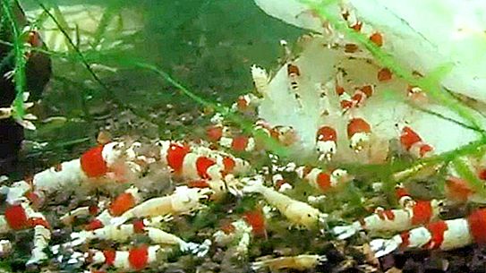 Shrimp Red Crystal - คำอธิบายคุณสมบัติของเนื้อหาและข้อเท็จจริงที่น่าสนใจ