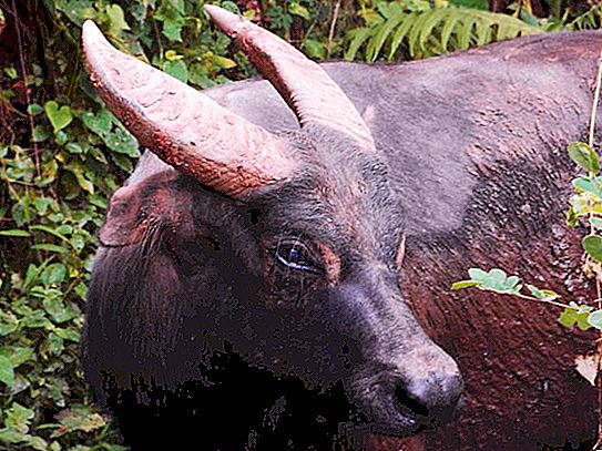 Vad är en pygmy buffel?