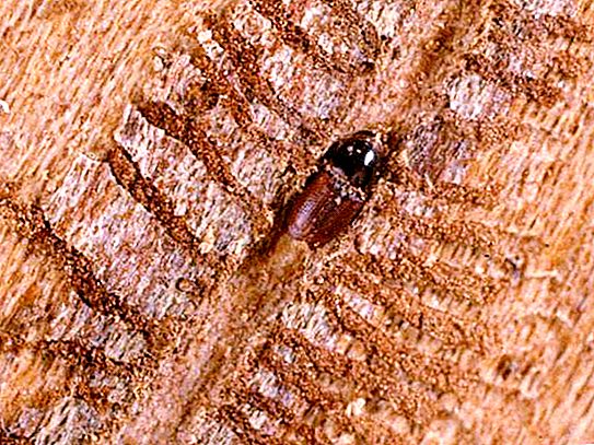 Barkbaggarlarva: beskrivning, kontrollmetoder och intressanta fakta