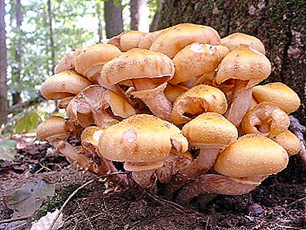 Setas falsas: una descripción de dónde crecen. ¿Cuál es la diferencia entre hongos falsos y comestibles?