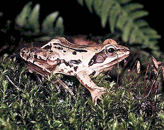 Gobica žaba: življenjski slog in lastnosti vzreje