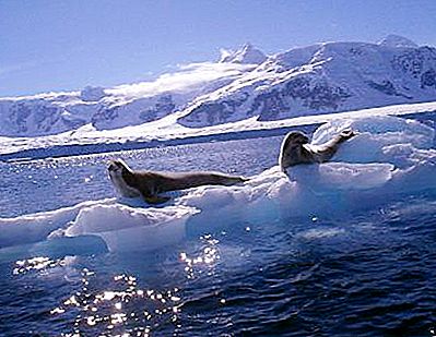 आर्कटिक महासागर का कार्बनिक विश्व (संक्षेप में)