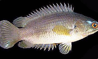 Paletli - labirent türüne ait bir balık