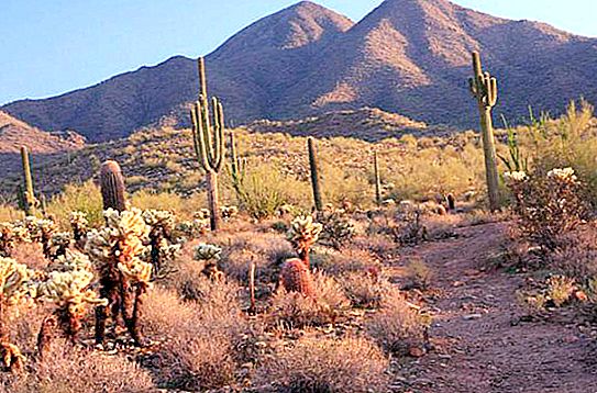 Sonora Desert: popis, historie a zajímavá fakta