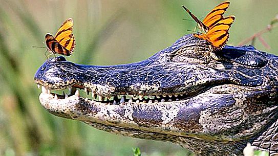 Alt hvad du behøver at vide om krokodiller. Interessante fakta om krokodiller