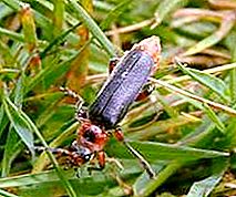 Beetle-palomies. kuvaus
