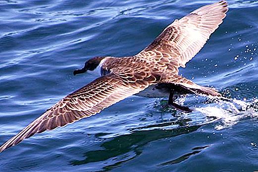Petrel: weervogel en een symbool van de zee