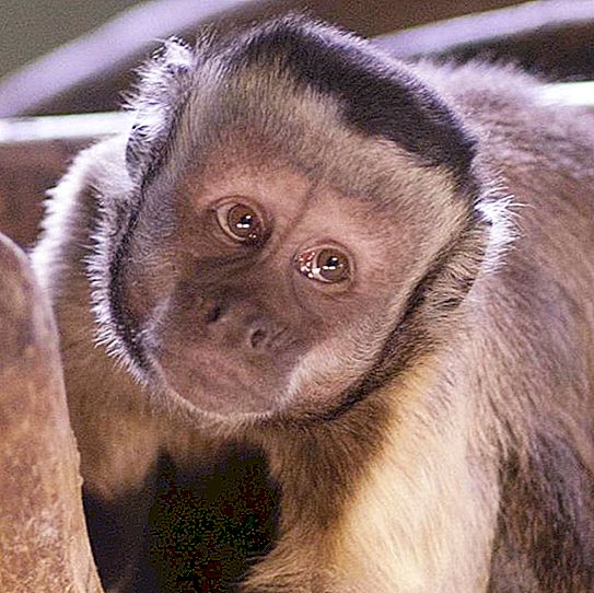 Kahverengi capuchins: vahşi doğada bir yaşam biçimi, üreme