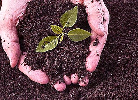 ما تحصل عليه النباتات من التربة: نظرة عامة موجزة