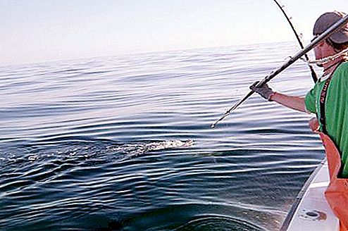 What is a harpoon? Spear for spearfishing