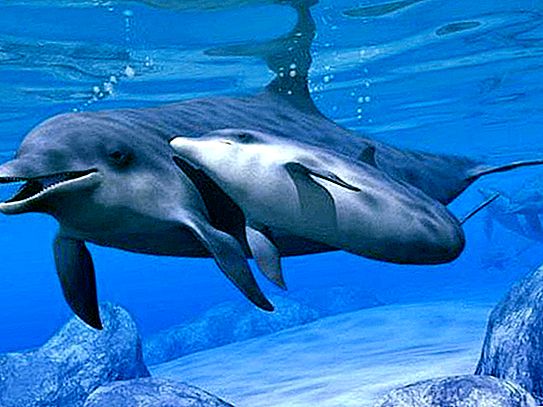 Delfin: opis. Kako je delfin zaščiten pred sovražniki?