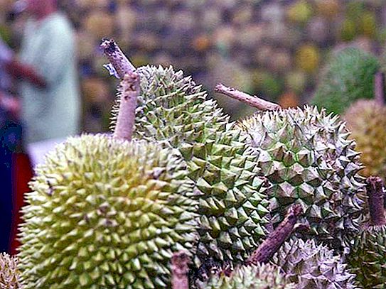 Durian - królewski owoc