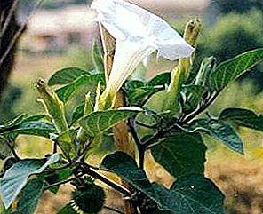 Datura - the flower of Satan