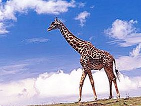 Zanima me, kako se imenuje otroška žirafa? Žirafa?