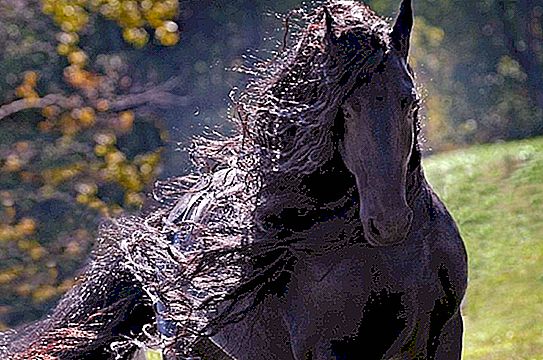 ¿Cómo se ve el caballo más hermoso del mundo con el nombre inusual de Federico el Grande?