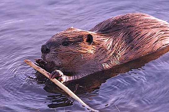 Canadian beaver: size, nutrition, habitat and description. Canadian beaver in Russia