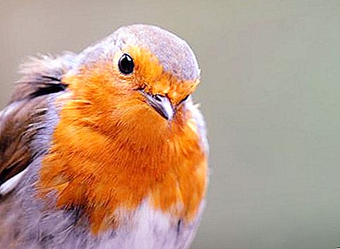 Linnetas: dainininkas, ankstyvas paukštis