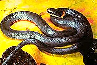 Kim są węże? Co oni jedzą Jak łączą się węże?