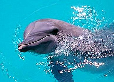 Nadar com golfinhos - entretenimento ou um método de psicoterapia?