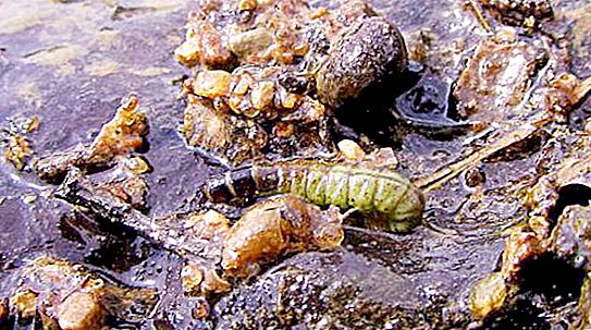 Caddis larva: opis, lokalita a chov