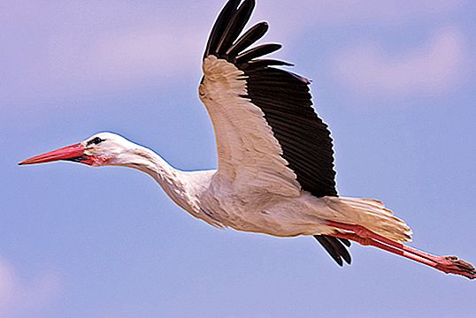 Kahulugan at pagkakaiba ng crane, stork at heron