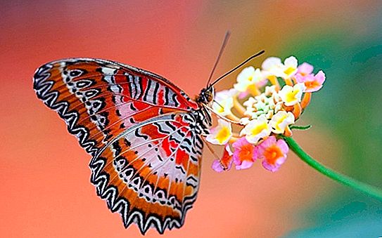蝴蝶的品种：名称，描述，照片