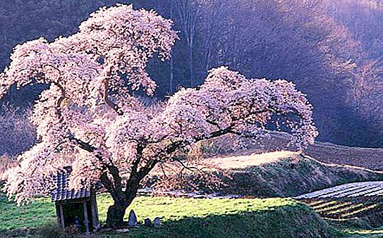 Japonské príslovia: ľudová múdrosť a charakter
